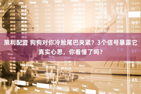 策利配资 狗狗对你冷脸尾巴夹紧？3个信号暴露它真实心思，你看懂了吗？