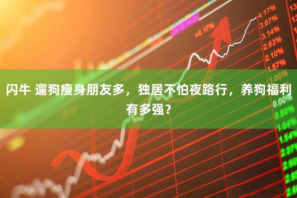 闪牛 遛狗瘦身朋友多，独居不怕夜路行，养狗福利有多强？